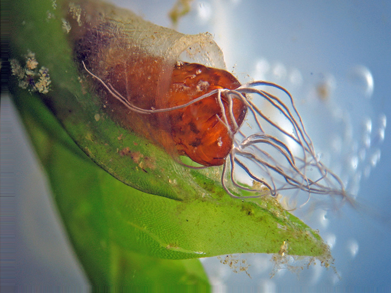 Pupa di Simulidae